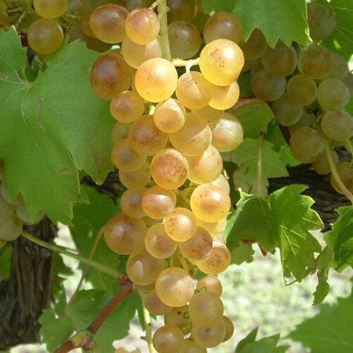 VYNUOGĖ 'JUNIOR' C2